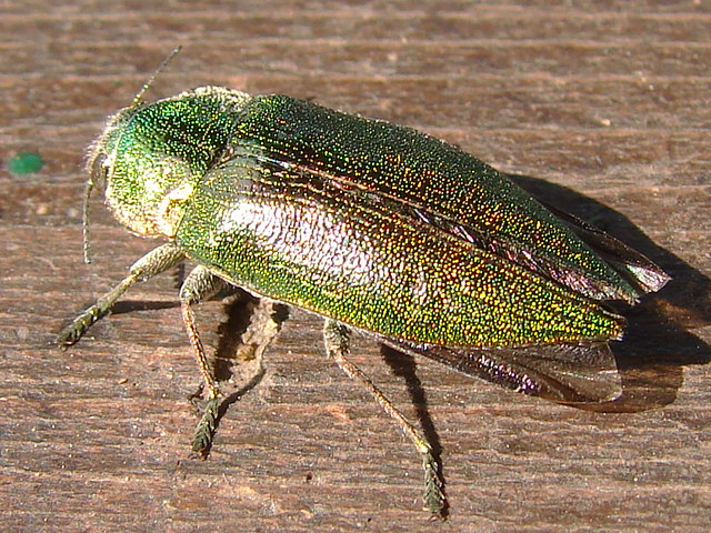 Latipalpis plana (Coleoptera, Buprestidae)